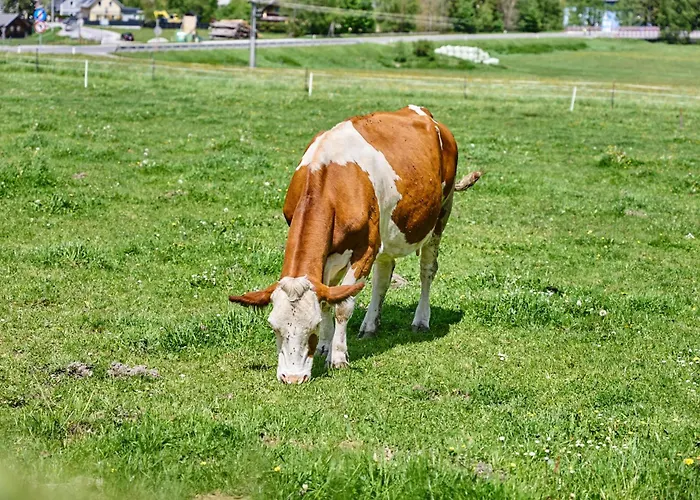 Daire Katschbergblick 7